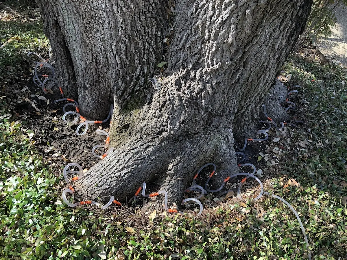 Detailed Tree Cabling and Bracing job site in Tripler Army Medical Center