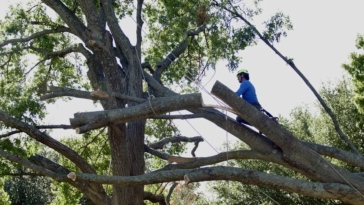 Professional Crown Thinning performed by certified arborists in Tripler Army Medical Center