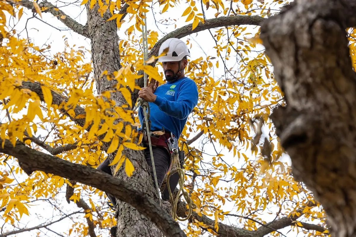 Skilled Tree Pruning crew working in Tripler Army Medical Center